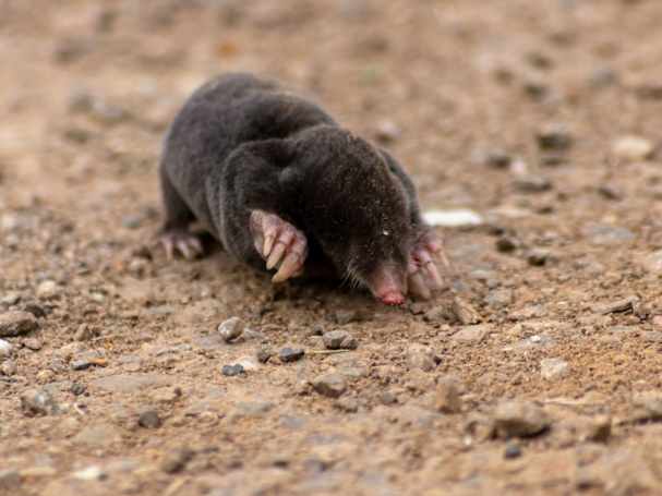 Maulwurf vertreiben durch unangenehme Gerüche